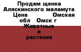 Продам щенка Аляскинского маламута.   › Цена ­ 25 000 - Омская обл., Омск г. Животные и растения » Собаки   
